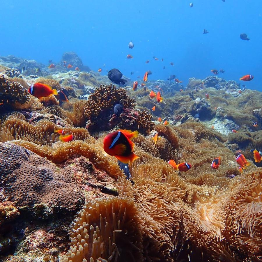 Green Island Ocean Rhythem Dive B&B 綠島海韻民宿 Exterior foto